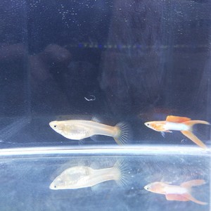 日本蓝红双剑孔雀鱼