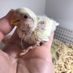 【日本桃鹦鹉】日本桃鹦鹉品牌,价格 - 阿里巴巴