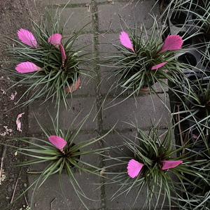 铁兰盆栽铁扇公主室内装饰植物