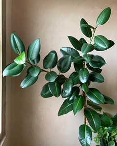 cottagemrs绿金刚橡皮树室内客厅绿植盆栽吸甲醛观叶绿色植物