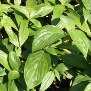 野生牛白藤500克鲜品包邮 下单现采脓见消头涂头白花鸡藤中草药材