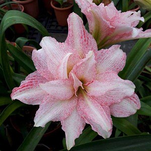 5月底发货台湾重瓣朱顶红 气质美女