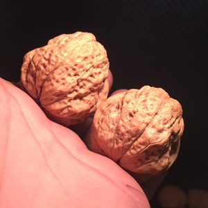 云南野生铁核桃小蛤蟆头肌肉包血舍利妖孽金蟾皇冠佛手佛莲龙脊