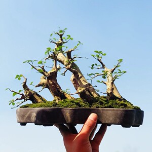 实物图拍摄对节白蜡盆景丛林白蜡小品年功货带盆包邮发货