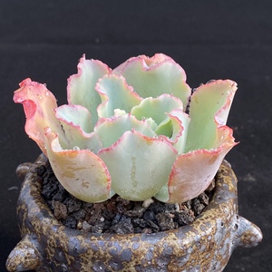 水瓶座卷叶包菜系景天科多肉植物【s花园】绿植盆栽肉肉基地直销