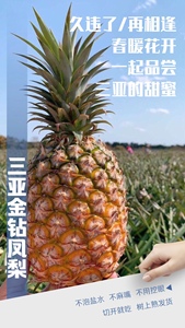 海南树上熟金砖凤梨当季新鮮水果台湾空气凤梨酥包邮香水菠萝手撕