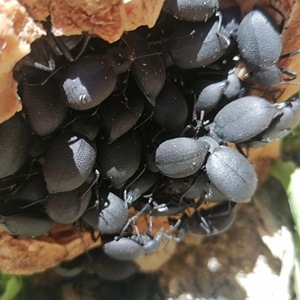 臭壳子虫琵琶甲活体甲壳角打屁虫子九香虫中药村黑将军200只