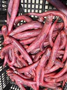 野生野生海鱼条