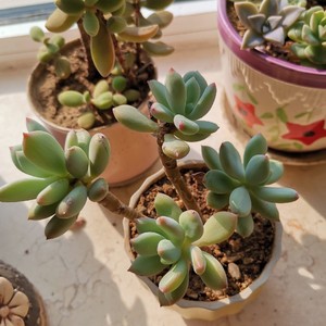 【好货推荐】多肉植物一物一拍青星美人四头散群老桩