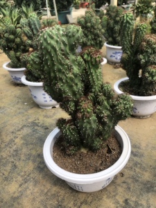 仙人山虎头罗汉山影拳 仙人掌类沙生多肉植物 虎头山影 盆栽花卉