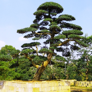 造型罗汉松盆景庭院罗汉松乔木风景树园林绿化工程庭院罗汉松树桩