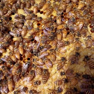 重庆南川中蜂蜂王新开产王阿坝双色天柱高产蜜型优质本地杂交处女