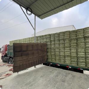 养殖苜蓿干草块一件宿草牧牛绿龙猫优质赛马进口养殖场养牛目包干