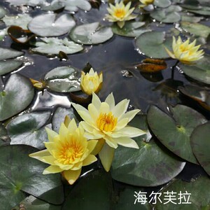 海尔芙拉耐寒品种睡莲小型睡莲植物水培盆栽