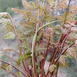 木兰芽新鲜芽菜栾树树苗木兰芽树时令菜现采现发顺丰发货