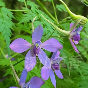 还魂草 还亮草 毛茛科 一年生 紫色花耐寒耐旱盆栽地栽满50元包邮
