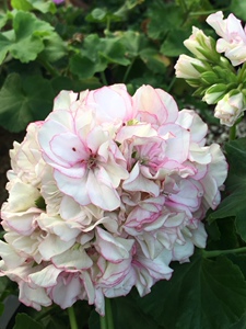 直立新款美观趣味阳台办公桌窗台草本花卉四季开花重瓣天竺葵舞裙