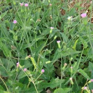 新鲜纯自然现采青草一点红叶下红红背叶羊蹄草整株全草天生中草药