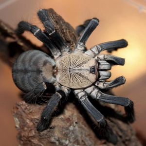 印尼金背地老虎3l 宠物蜘蛛1.5-2cm 新手入门 树栖蜘蛛