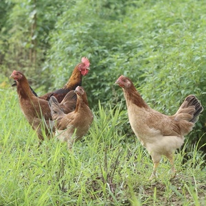 正宗农家散养童子鸡3只土公鸡新鲜鸡肉整只活鸡现杀土鸡