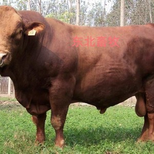 进口利木赞牛冻精