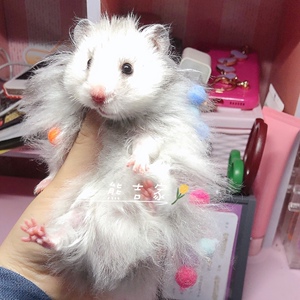 熊吉家>超浅纯银长毛金丝熊可爱稀有活体活物小仓鼠宠物家养