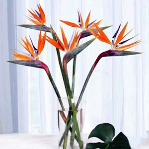 繁花似锦0602淘宝送男士领导天堂鸟花束香槟绿绣球大飞燕花束北京