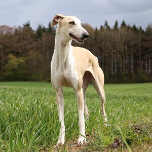 格力犬幼犬纯种活体灵缇犬惠比特幼崽猎兔犬细狗细犬成年全活格惠