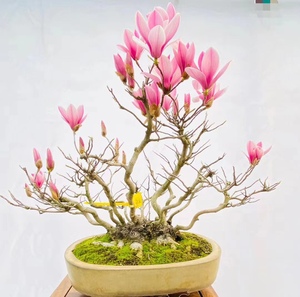 日本大型姬辛夷盆景盆栽实物精品老桩进口紫花姬玉兰绿植