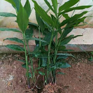 新鲜野生山姜苗野生南姜高良姜芦苇姜香姜苗草果一丛10支苗