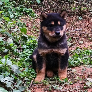 全国发货优质广西四眼狗铁包金土猎犬中华田园犬型土狗活体幼犬
