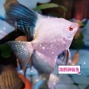 海鸥神仙鱼,海鸥燕鱼南美稀有淡水鱼,燕鱼2.5-3厘米左右