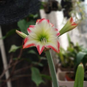 同款货源约定尕硪淘宝日本进口朱顶红天使号角 花卉 日朱包对版