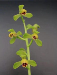 兰花蕙兰老品种 刘梅 铭品梅瓣(品种保证