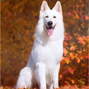 纯种瑞士德国牧羊犬活体白德牧幼犬家养宠物狗纯白色德牧幼犬养殖