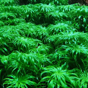 普太水草 太阳草 绿太阳中后景水下叶