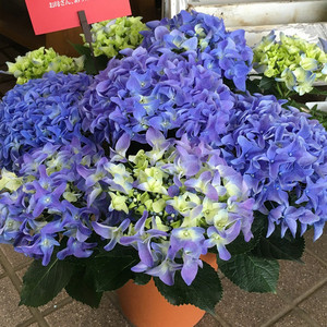 戴安娜王妃绣球