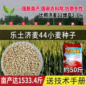 济麦44国审农科院高产冬小麦种子比济麦22增产2.3%强筋麦子种籽孑