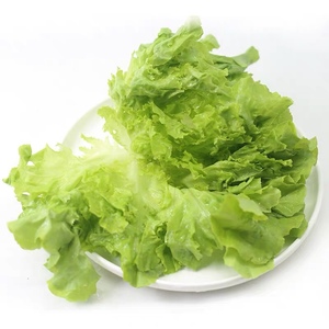 新鲜绿珊瑚生菜绿毛生菜500g罗莎緑生菜沙拉西餐厅寿司店配菜