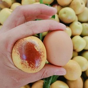 特大中华大梨枣树苗活苗当年结果地栽早熟脆甜大枣青枣冬枣盆栽苗