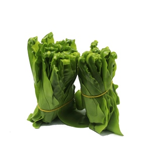 新鲜台湾山苏 台湾山苏叶酒店特色菜山苏菜鸟巢蕨 炒食做汤500g