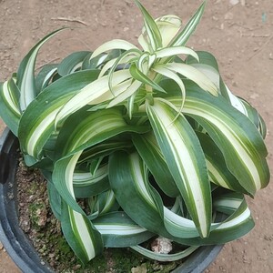 宽叶卷叶吊兰金心吊兰卷叶室内绿植吸甲醛植物金心卷叶吊兰植物苗