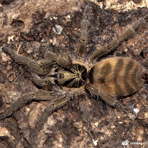 千里达橄榄金 1cm 宠物蜘蛛小型 温顺
