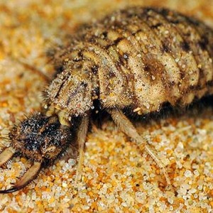 野生沙牛活体蚁狮金沙牛倒退虫地牯牛