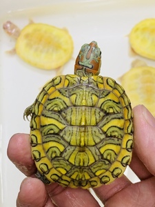 孔雀明王黄巴白化巴西龟焦糖果冻黑珍珠变异白化黄化暗红眼巴西