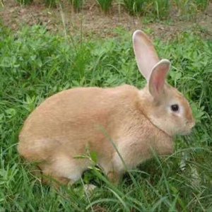 兔子活物公主兔大型