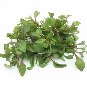 新鲜红枸杞叶 酒店野菜红叶枸杞 红心枸杞菜 天精萆野菜 食菜500g