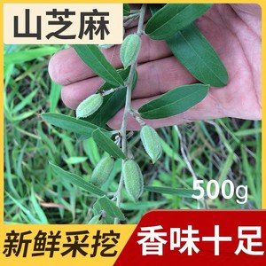 现挖新鲜野生山油麻根假油麻坡油麻假芝麻油麻甲整株岗芝麻石秤砣