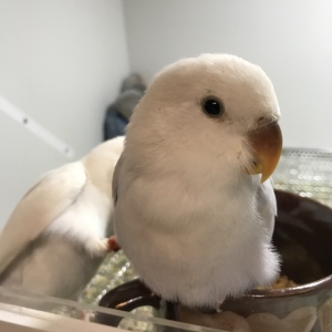 蓝基因紫面伊莎亲鸟白华乐蓝面伊