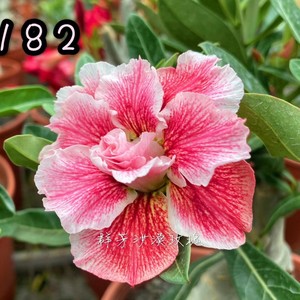 台湾群芳沙漠玫瑰【编号182】尚未取名根茎 7-9厘米2021年5月发货